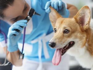 8 sinais de que o seu cachorro está se tornando idoso