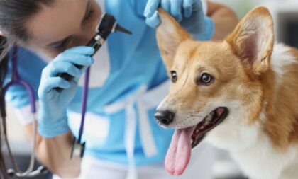 8 sinais de que o seu cachorro está se tornando idoso