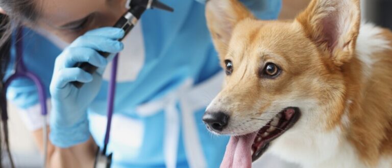 8 sinais de que o seu cachorro está se tornando idoso