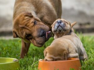 4 características do cachorro da raça shar pei