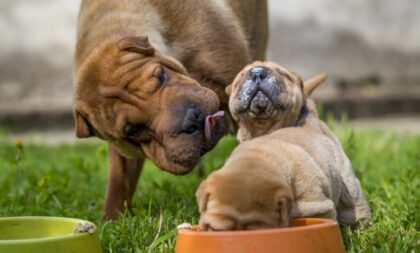 4 características do cachorro da raça shar pei