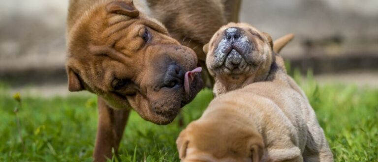 4 características do cachorro da raça shar pei