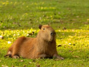 7 curiosidades incríveis sobre as capivaras