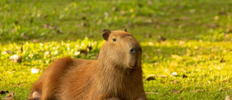 7 curiosidades incríveis sobre as capivaras