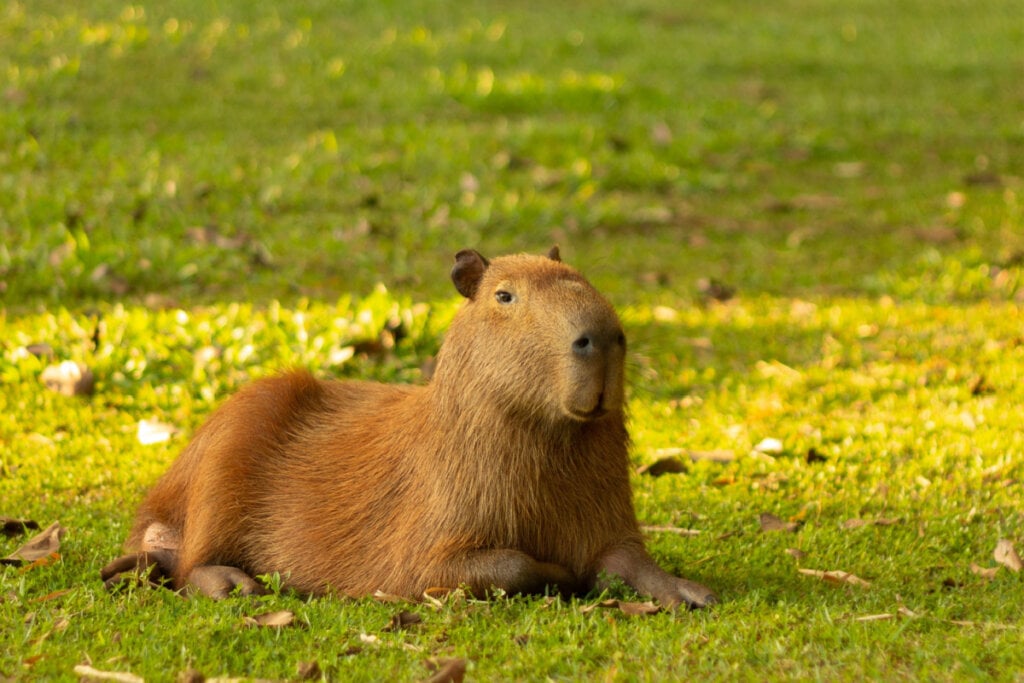 Capivara deitada na grama