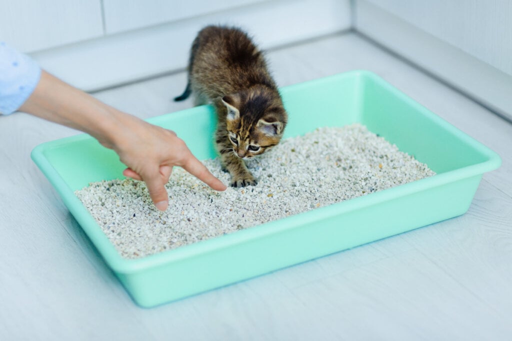 Mãos humanas mostrando para gato filhote a caixa de areia