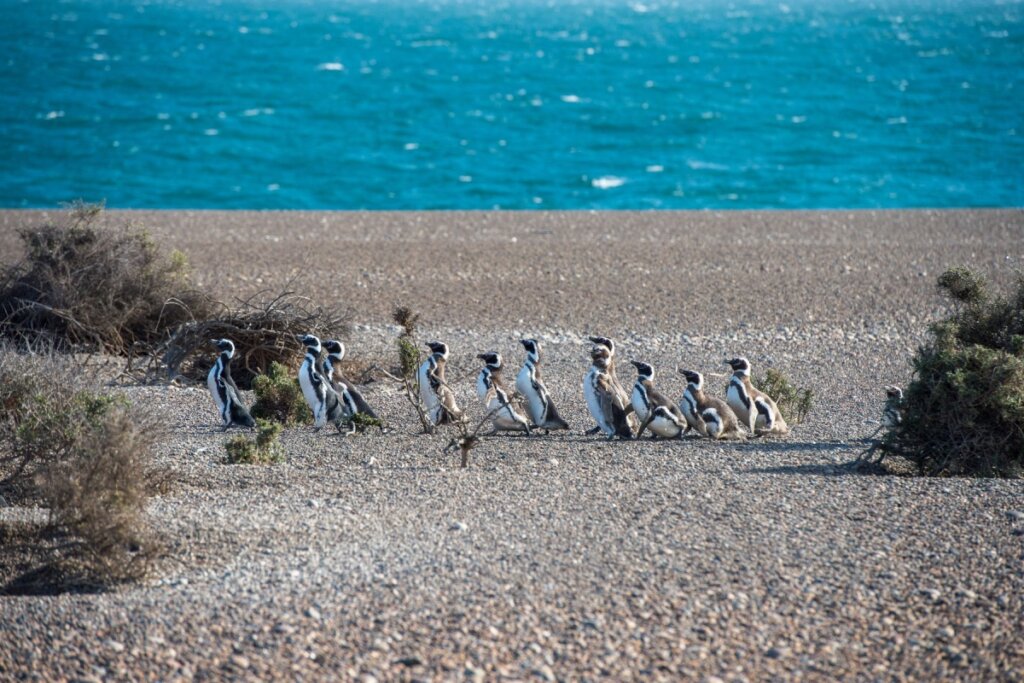 Pinguins andando na Pinguinera Punta Tombo na Patagônia