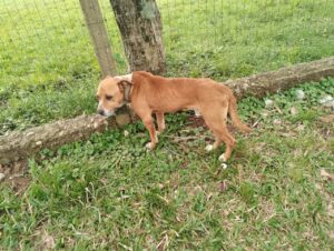 Cachorro acorrentado em grade é salvo em Cachoeira do Sul