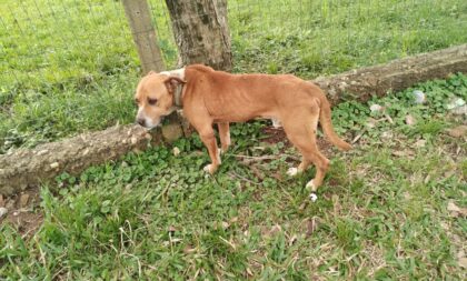 Cachorro acorrentado em grade é salvo em Cachoeira do Sul