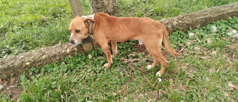 Cachorro acorrentado em grade é salvo em Cachoeira do Sul