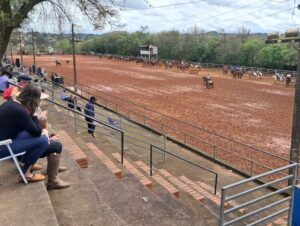 Ataque de abelhas deixa quatro feridos no Parque da Fenarroz