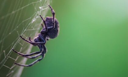 7 curiosidades surpreendentes sobre as aranhas 