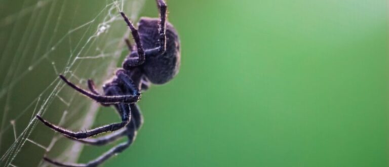 7 curiosidades surpreendentes sobre as aranhas 