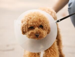 10 dicas para facilitar o uso do cone pelo cachorro 