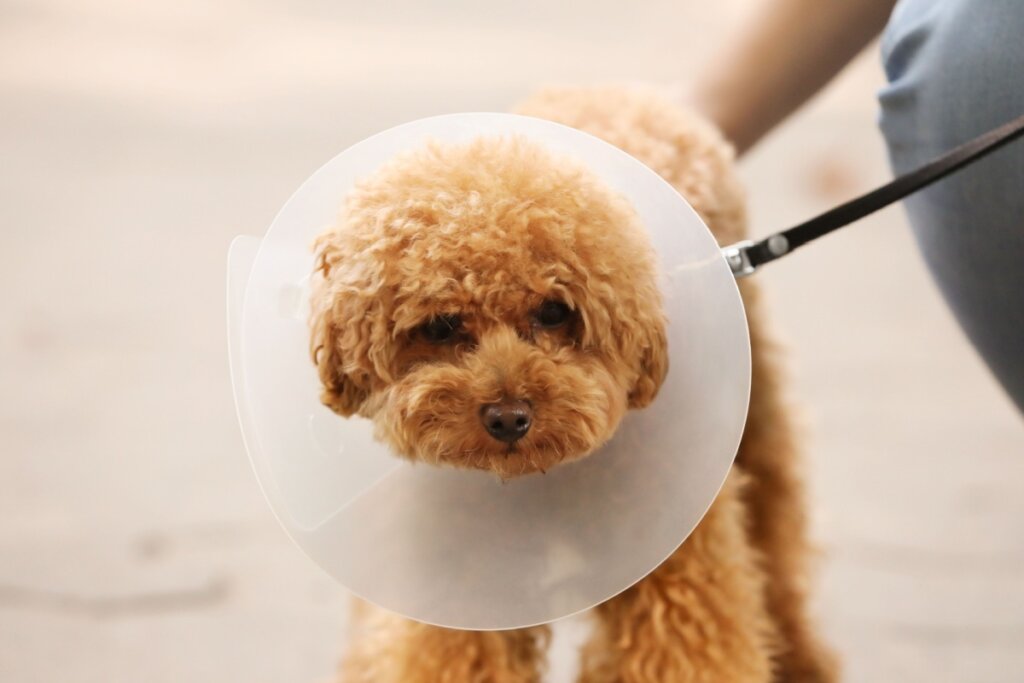 cachorro com cone passeando de coleira