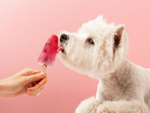 3 sorvetes caseiros para refrescar os animais no calor