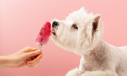 3 sorvetes caseiros para refrescar os animais no calor