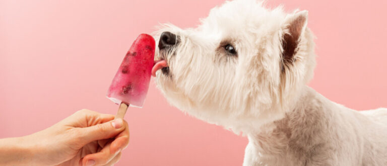 3 sorvetes caseiros para refrescar os animais no calor