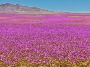 5 destinos pelo mundo para curtir a beleza da primavera