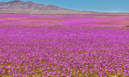 5 destinos pelo mundo para curtir a beleza da primavera