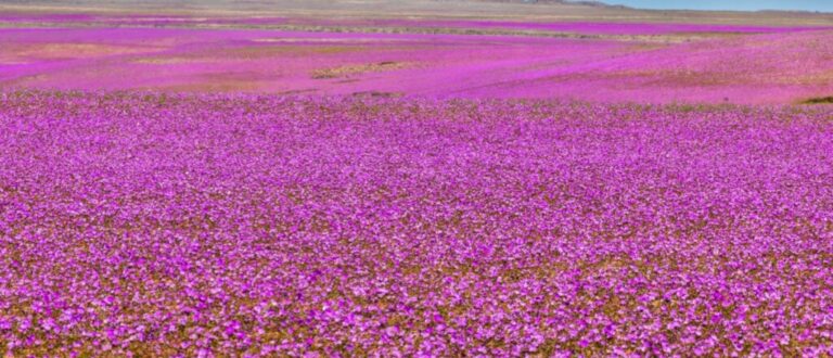 5 destinos pelo mundo para curtir a beleza da primavera