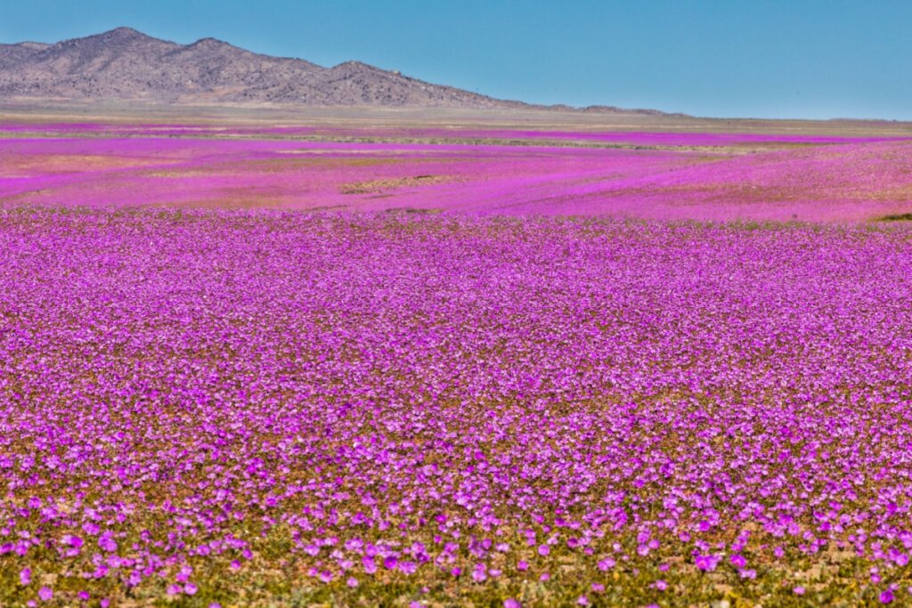 Deserto do Atacama florido na primavera