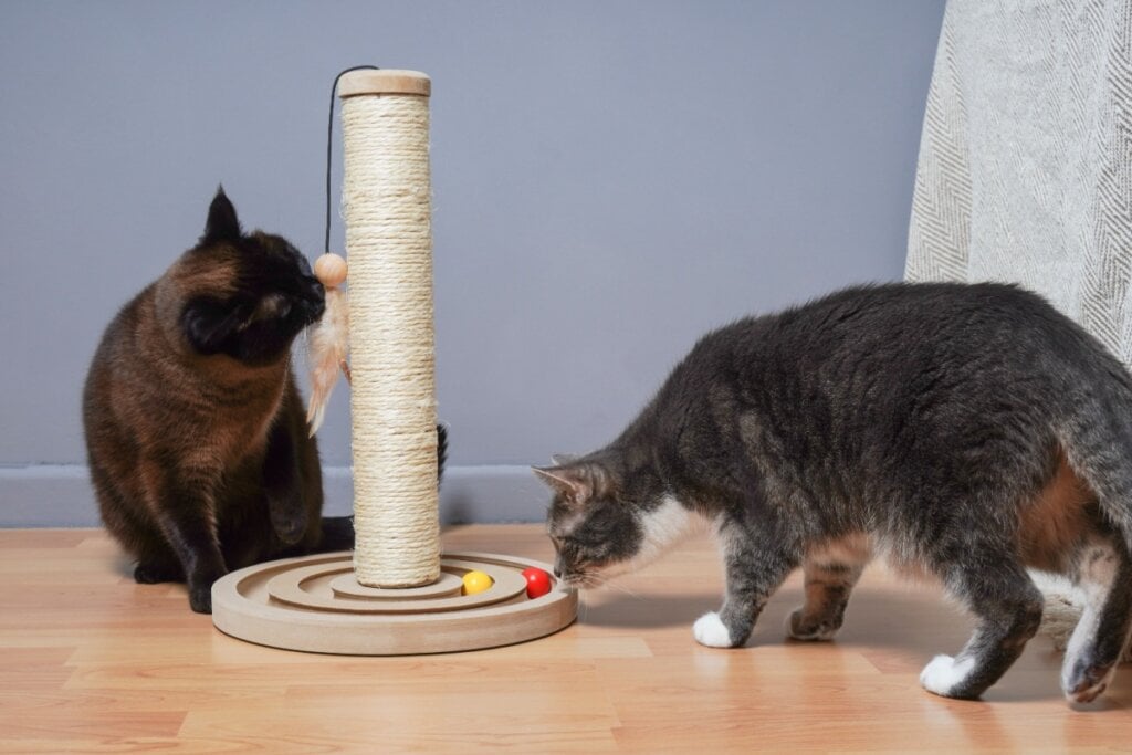 Gatos brincando com arranhador 