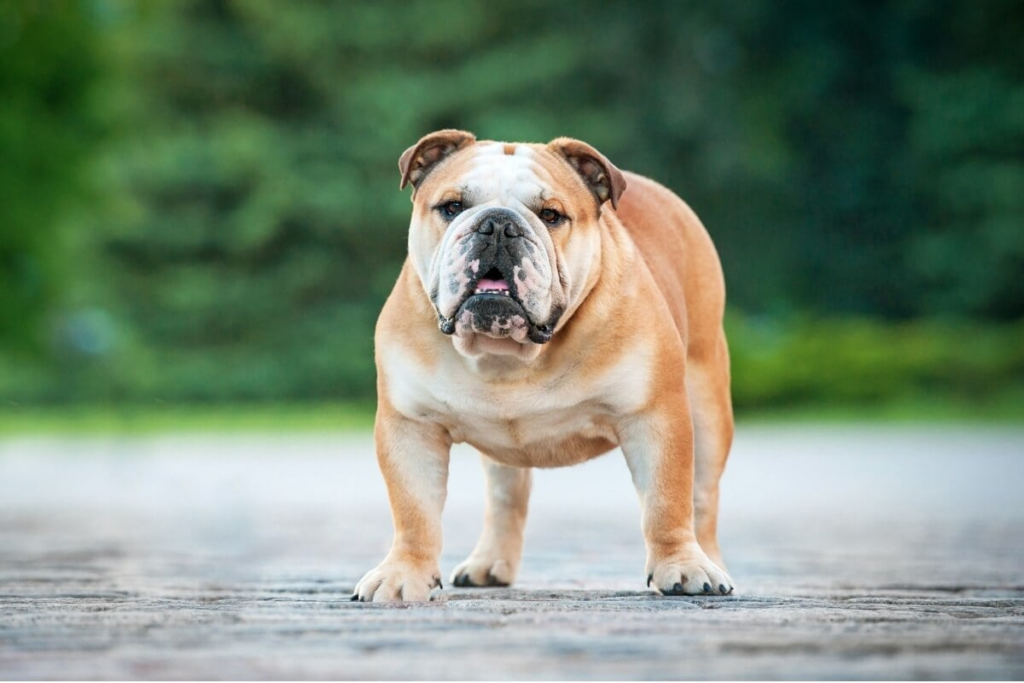 buldogue inglês em ambiente com aberto com árvores ao fundo