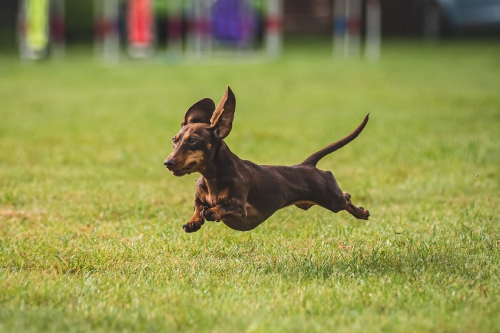 dachshund pulando em gramado