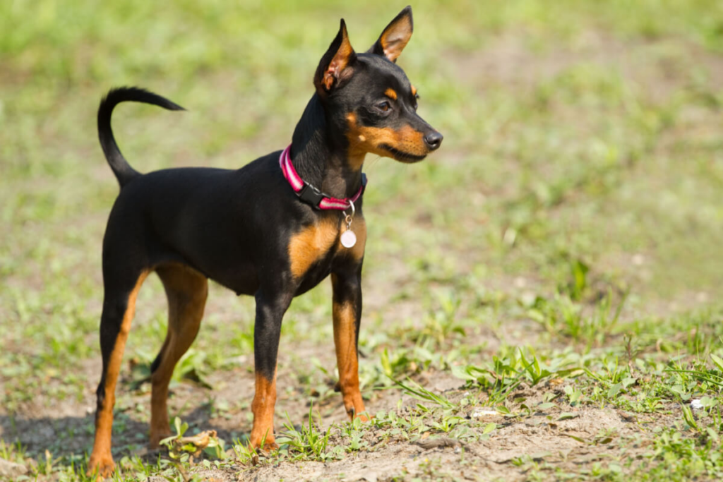 pinscher miniatura em ambiente com gramado