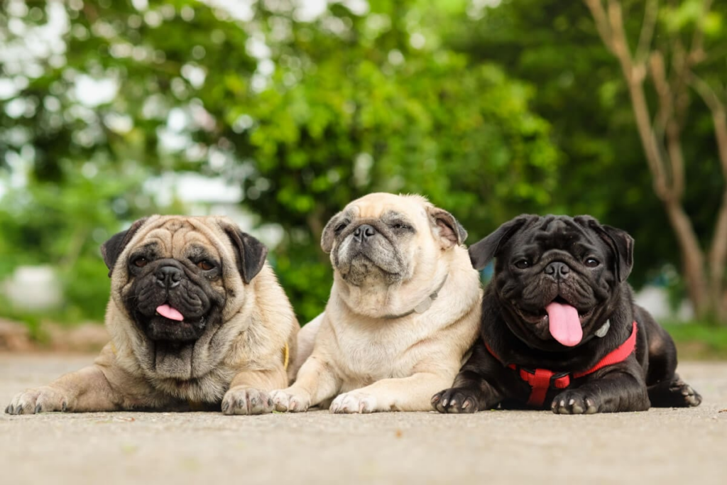 três cachorros da raça pug deitados no chão