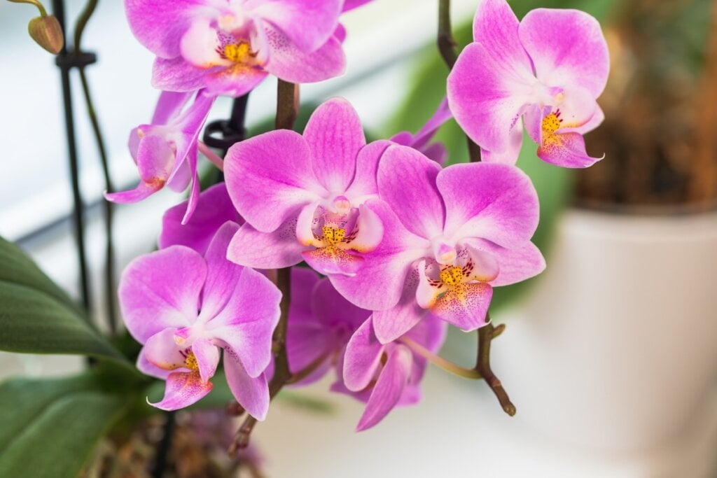 Orquídea rosa em um vaso