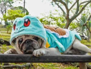 8 nomes para cachorros inspirados em Pokémon