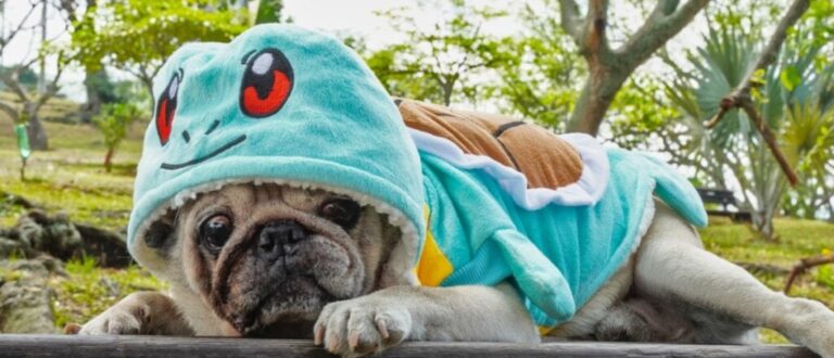 8 nomes para cachorros inspirados em Pokémon