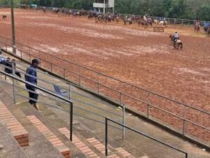 Morre segundo cavalo após ataque de abelhas