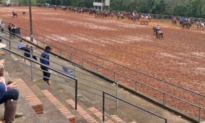 Morre segundo cavalo após ataque de abelhas