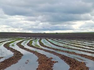 Arroz: Região alcança 4,3 mil hectares semeados