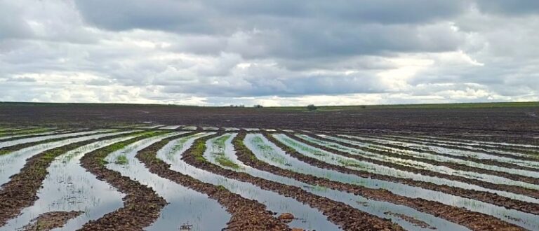 Arroz: Região alcança 4,3 mil hectares semeados