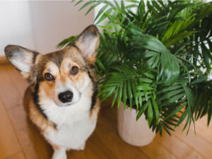 Veja os perigos das plantas tóxicas para cães e gatos