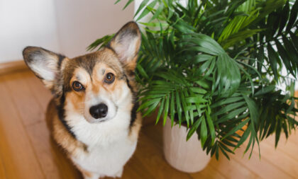 Veja os perigos das plantas tóxicas para cães e gatos