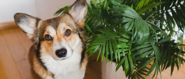 Veja os perigos das plantas tóxicas para cães e gatos