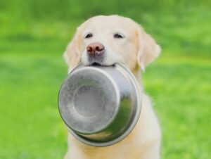 Veja o tipo de alimentação adequada para cachorro obeso