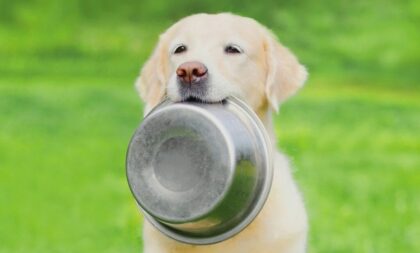 Veja o tipo de alimentação adequada para cachorro obeso