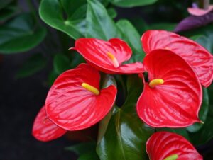 3 flores para decorar a casa na primavera