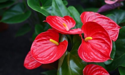 3 flores para decorar a casa na primavera