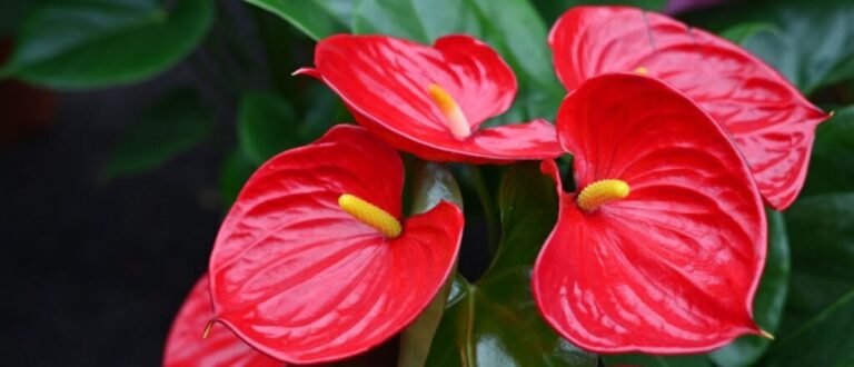 3 flores para decorar a casa na primavera