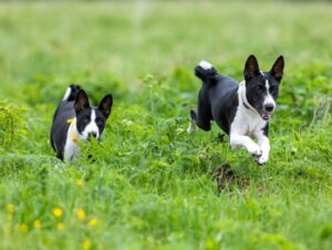 4 características do cachorro da raça basenji