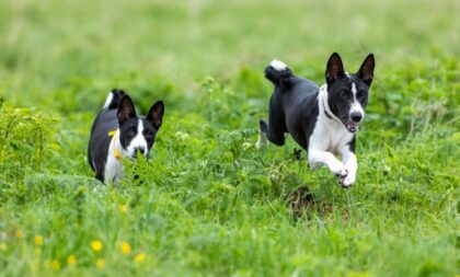 4 características do cachorro da raça basenji