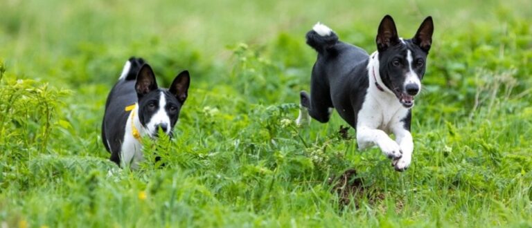 4 características do cachorro da raça basenji