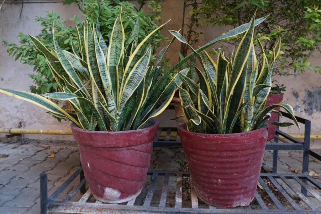 Dois vasos de planta vermelhos com espada de São Jorge em um jardim